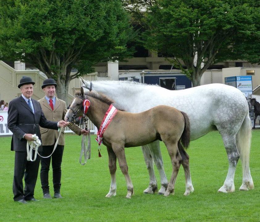 Reserve champion Irish draught foal Dublin